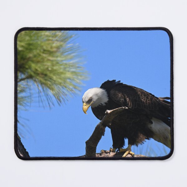Item preview, Bald Eagle surveying the ground designed and sold by Glennphotos.