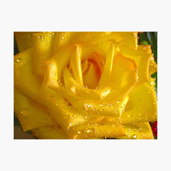 Item preview, *THE YELLOW ROSE* designed and sold by Van Coleman.