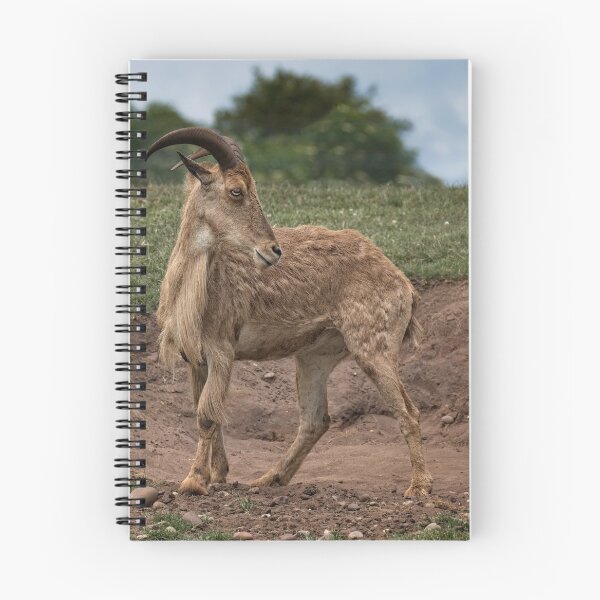 Item preview, Barbary sheep designed and sold by Dave Tucker.