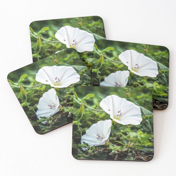 Item preview, Morning duet of morning glory blossoms designed and sold by Joel Bader.