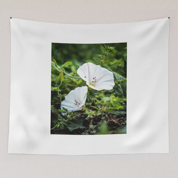 Item preview, Morning duet of morning glory blossoms designed and sold by Joel Bader.