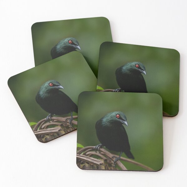 Item preview, Asian Glossy Starling with Striking Red Eye designed and sold by rawshutterbug.