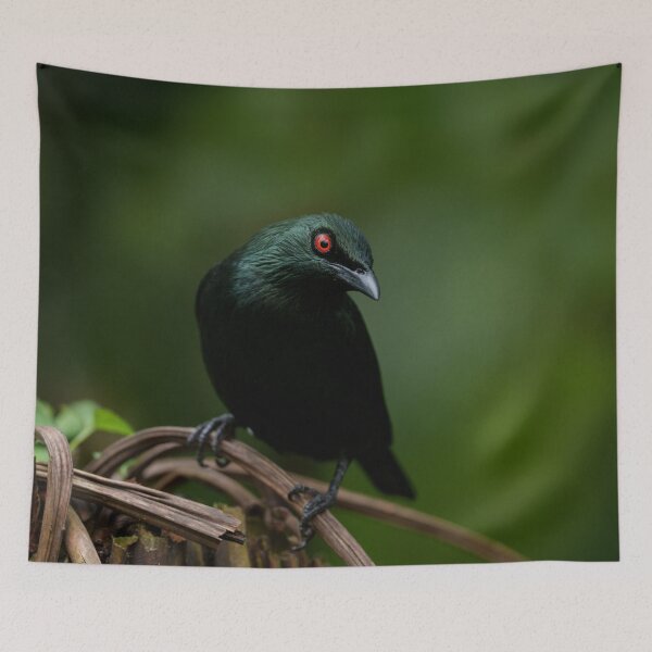 Item preview, Asian Glossy Starling with Striking Red Eye designed and sold by rawshutterbug.
