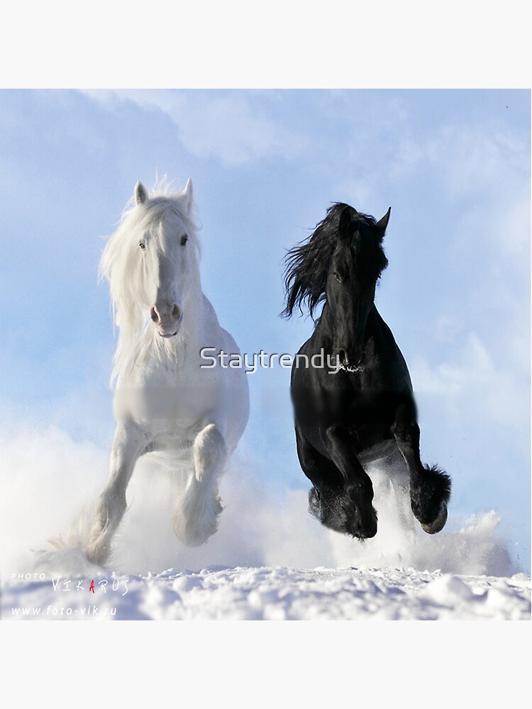 Cheval blanc et un cheval frison noir Impression rigide