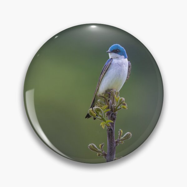 Item preview, Tree Swallow on a Young Tree designed and sold by Shannon Emmel .