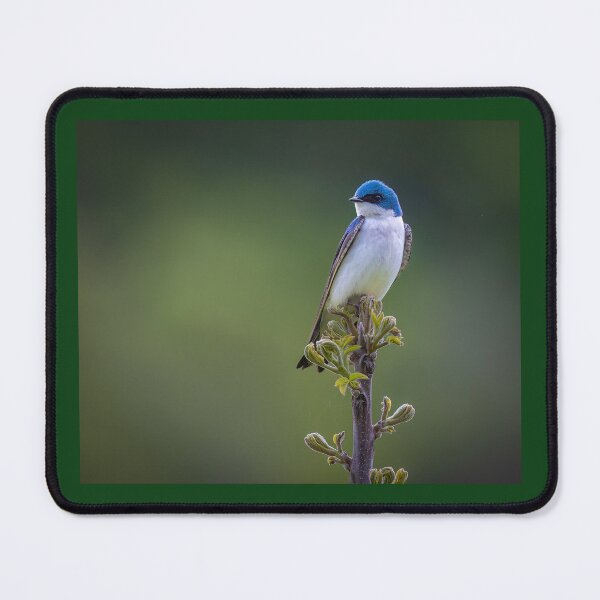 Item preview, Tree Swallow on a Young Tree designed and sold by Shannon Emmel .