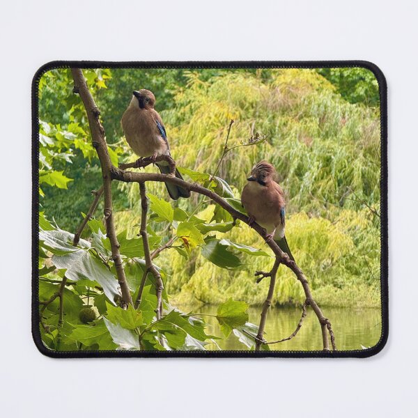 Item preview, A pair of Jays in London’s St James Park designed and sold by The Running London Photographer.