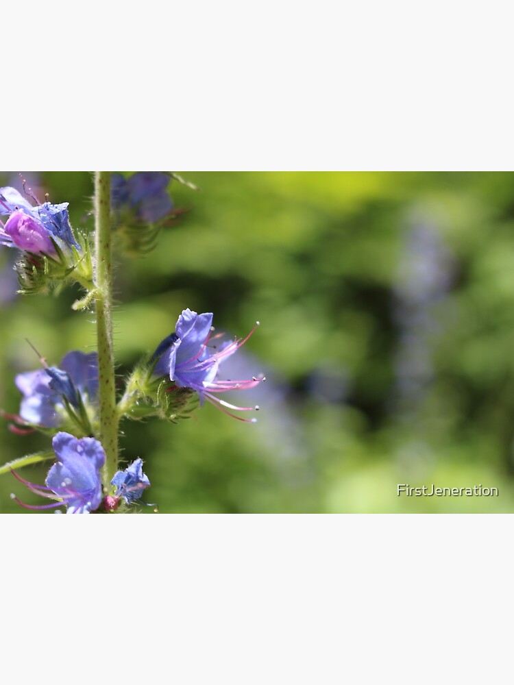 Blueweed Flower by FirstJeneration