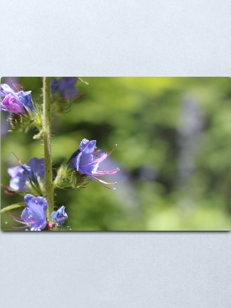 Alternate view of Blueweed Flower Metal Print