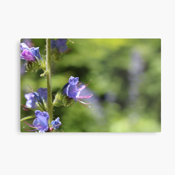 Blueweed Flower Metal Print