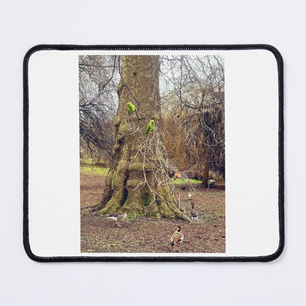 Item preview, Colourful London Parakeets Amidst the Winter Grey designed and sold by The Running London Photographer.