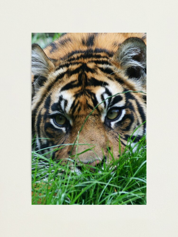 Alternate view of Stalker Photographic Print