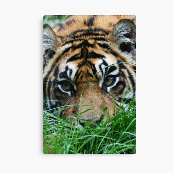 Stalker Canvas Print