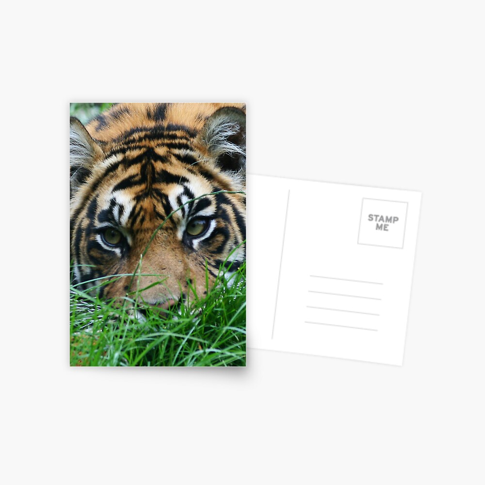 Stalker Postcard