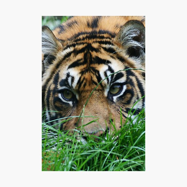 Stalker Photographic Print