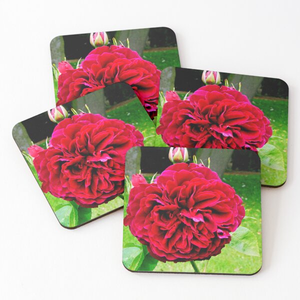 Item preview, Purple Red Rose Summer Flower Flowering Plant designed and sold by AndyEvansPhotos.