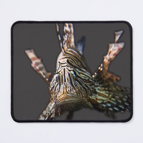 Item preview, Elegant feather fish in the ocean | unique photo art designed and sold by DiveDuke.