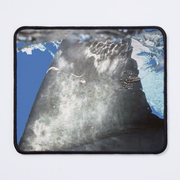 Item preview, Great white shark dorsal fin in the ocean | unique photo art designed and sold by DiveDuke.