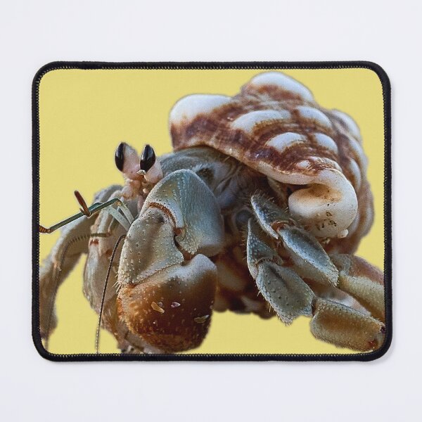 Item preview, A hermit crab on the beach | unique photo art designed and sold by DiveDuke.