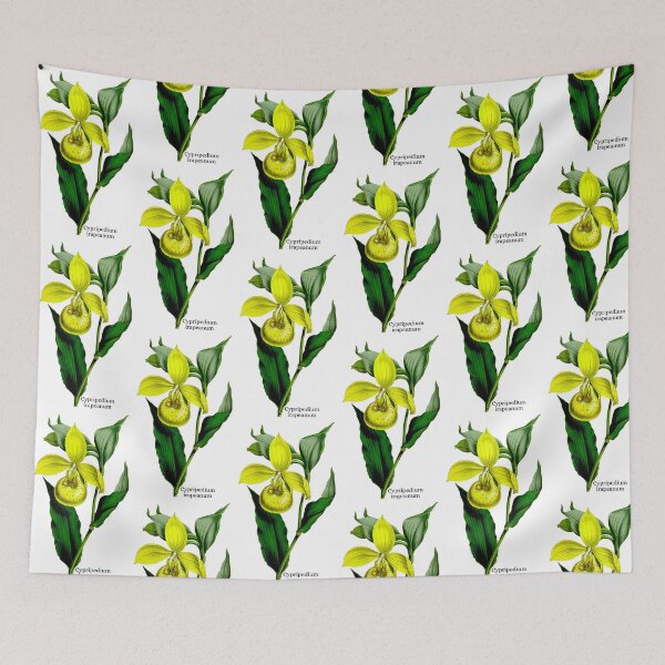 Item preview, Cypripedium irapeanum, Mexican Yellow Slipper Orchid designed and sold by GreenVerseStore.