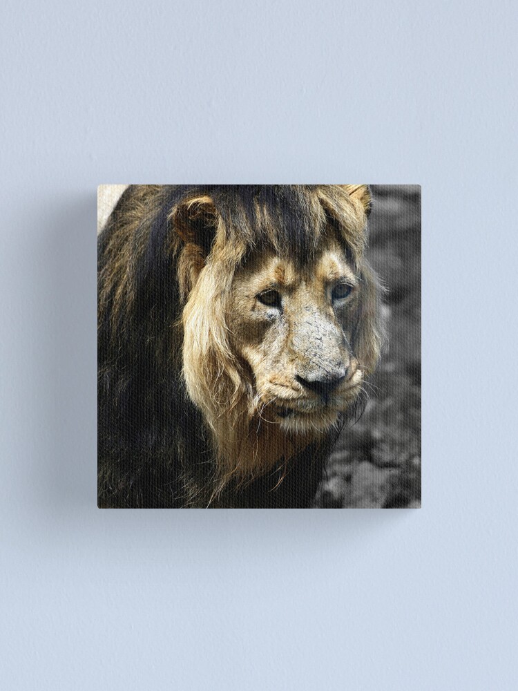 Alternate view of Ashok the Asiatic Lion Canvas Print