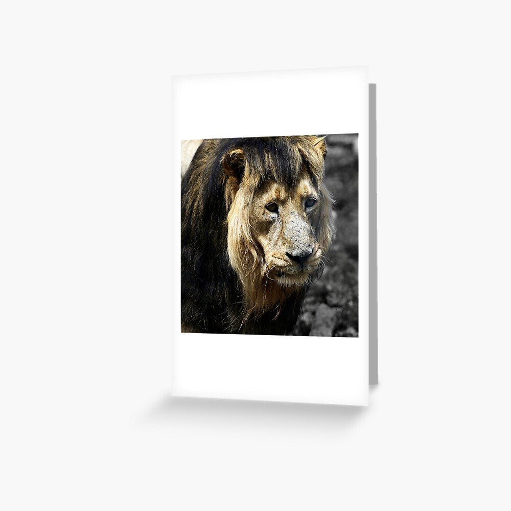 Ashok the Asiatic Lion Greeting Card