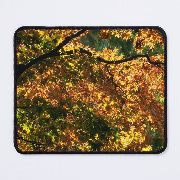 Item preview, Acer Trees Capturing Autumnal Sunlight designed and sold by Dorset Girl.