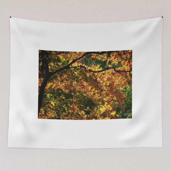 Item preview, Acer Trees Capturing Autumnal Sunlight designed and sold by Dorset Girl.