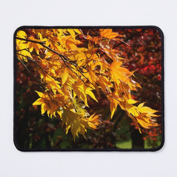 Item preview, Acer Trees Capturing Autumnal Sunlight designed and sold by Dorset Girl.