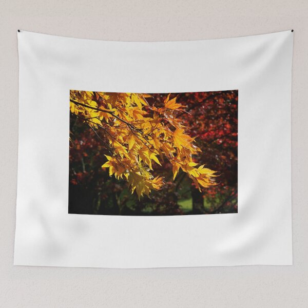 Item preview, Acer Trees Capturing Autumnal Sunlight designed and sold by Dorset Girl.