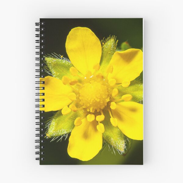 Item preview, Yellow Wildflower (Potentilla reptans) Macro – Botanical Nature Photography Print designed and sold by 3 Hours of Silence.