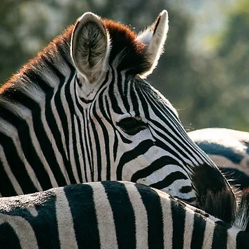 Artwork thumbnail, Zebra by RootsofVanadis