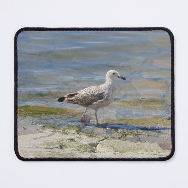 Item preview, Seagull Walking on Clear River ♥️ designed and sold by Veritas12photos.