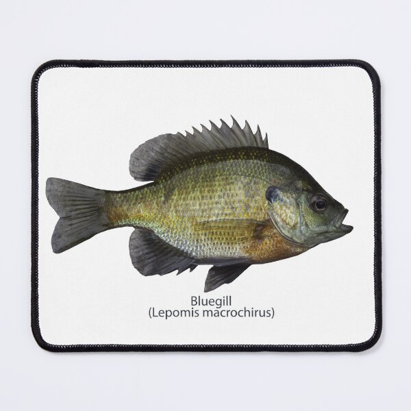 Item preview, Bluegill 8-22-2025 designed and sold by Thomasyoung.