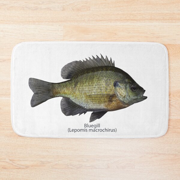 Item preview, Bluegill 8-22-2025 designed and sold by Thomasyoung.