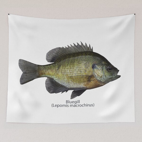 Item preview, Bluegill 8-22-2025 designed and sold by Thomasyoung.
