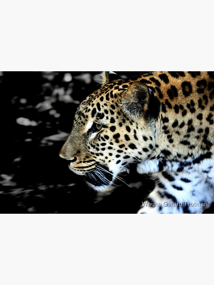 Persian Leopard by redmoondragon