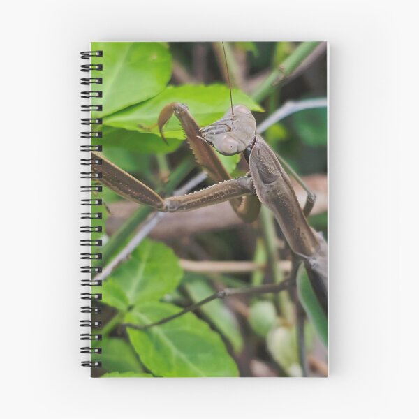 Item preview, Praying Mantis designed and sold by The Blue Shop.