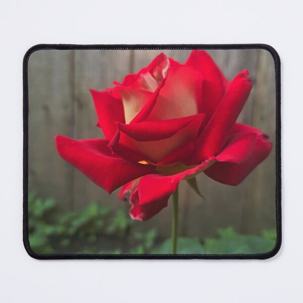 Item preview, A Single Rose designed and sold by The Blue Shop.
