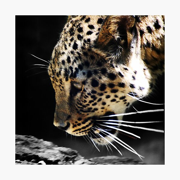 Persian Leopard Photographic Print