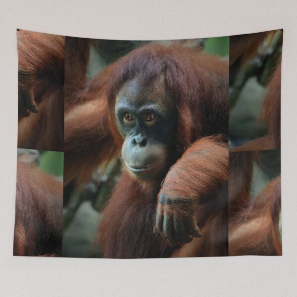 Item preview, Aurora designed and sold by Savannah Gibbs.