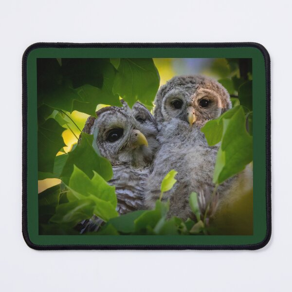 Item preview, Barred owl Mama and Owlet designed and sold by Shannon Emmel .