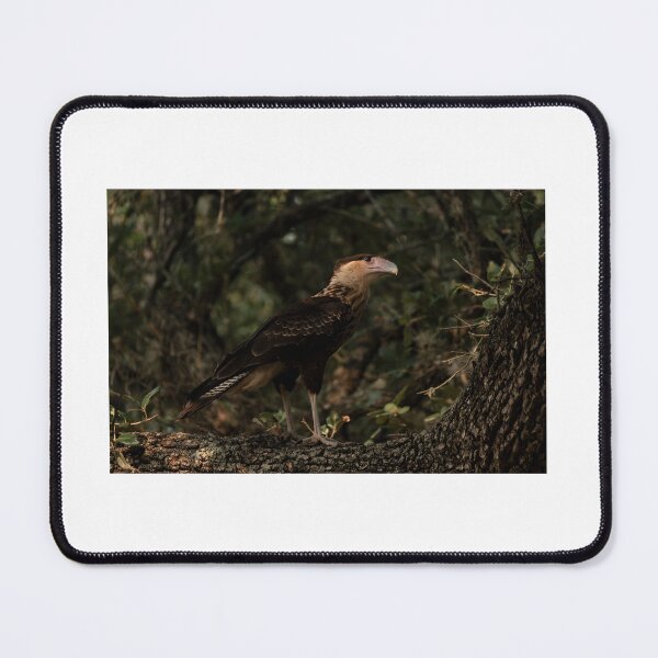 Item preview, Caracara  designed and sold by ceclark10.