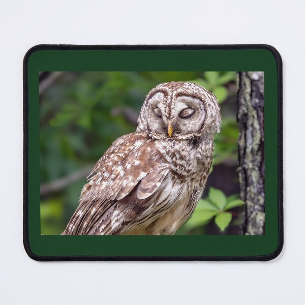 Item preview, Sleepy Barred Owl designed and sold by Shannon Emmel .