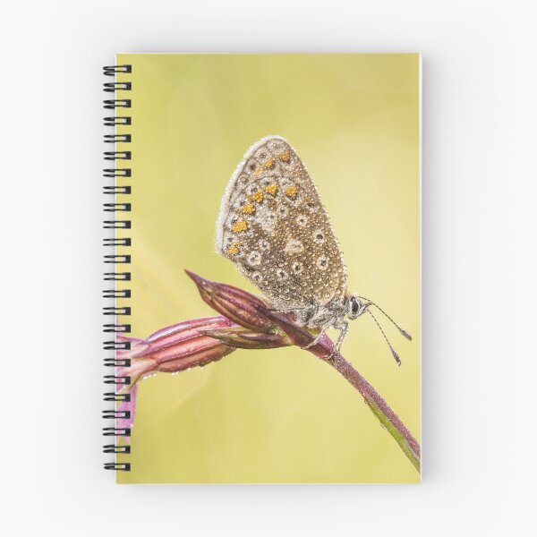 Item preview, Common Blue Butterfly On Ragged Robin  designed and sold by Alec Stewart.