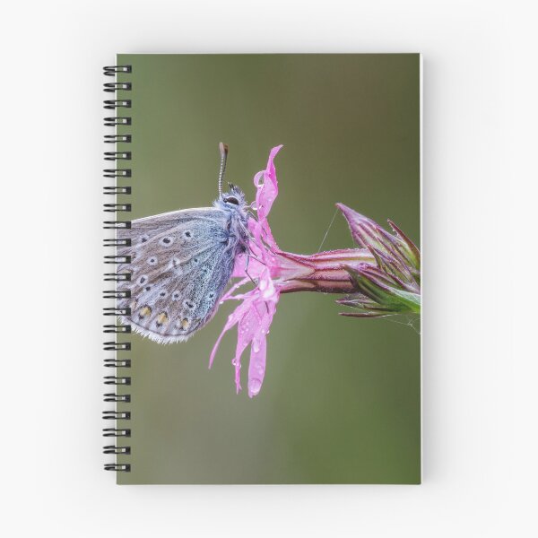Item preview, Common Blue Butterfly  designed and sold by Alec Stewart.
