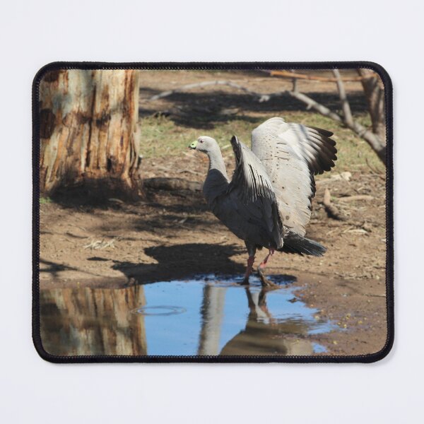 Item preview, Cape Barren Goose designed and sold by Captured-Adventures11.