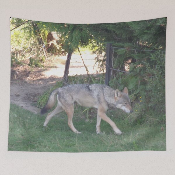 Item preview, Gray Wolf Walking in Forest Clearing on Grass designed and sold by CreativeWorld96.
