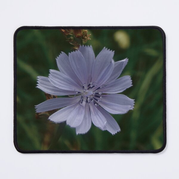 Item preview, Pale Blue Chicory designed and sold by gistinker.