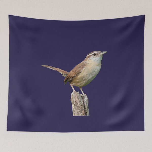 Item preview, Thryothorus Wren Wild Bird Vector designed and sold by taiche.